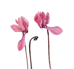 Two watercolor pink cyclamen on white background
