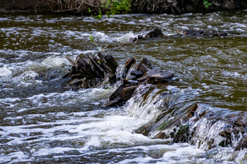A small natural waterfall in the forest, among stones, branches and logs. There is a lot of green vegetation and moss around. The murmur of a pure natural stream flowing down to the source