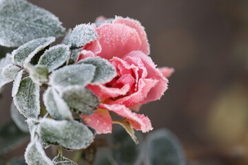 red rose in snow