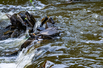 A small natural waterfall in the forest, among stones, branches and logs. There is a lot of green vegetation and moss around. The murmur of a pure natural stream flowing down to the source