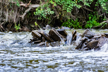 A small natural waterfall in the forest, among stones, branches and logs. There is a lot of green vegetation and moss around. The murmur of a pure natural stream flowing down to the source
