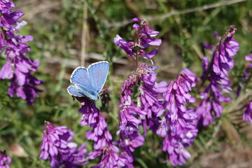 Blue butterfly on a purple flowers
