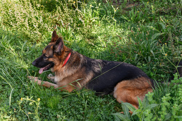 German Shepherd dog lying sideways to the photo on green grass looking out of the photo to the left with his head high and a red collar, black and tan colored dog, in the shade on an August day