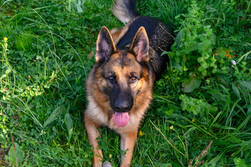 German grass dog lying facing the photographer looking at the camera while holding a stone in his hands. He looks carefully at the camera with his ears pricked and his tongue sticking out of his mouth
