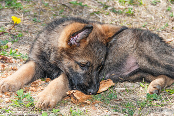 gray beige working german shepherd puppy sitting in the grass playing with a stick. With the ears and stiff, raised and with the head back