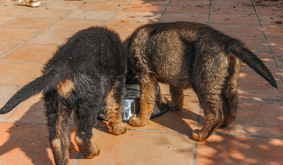 two German grass dog puppies working line eating together from the same container. You can see them from the back, their asses and tails, one is black and the other beige-gray, their heads cannot be s