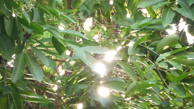 Slow motion speed closeup scene on tree branch that moving by wind blow with bright golden evening sunlight shine pass through from behind, beautiful nature background, lens flare effect on backlight