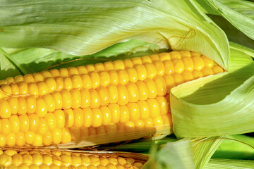 Fresh raw corn cobs with green cover close up