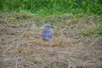 gull chick in the grass, gull chick close up