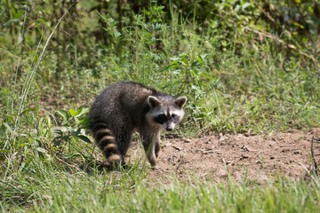 Obraz premium Raccoon Standing Side View Ground Level POV