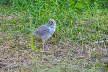 gull chick in the grass, gull chick close up