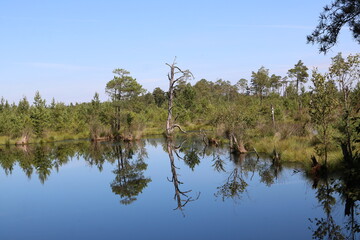 Idyllische Landschaft im Pietzmoor in der Lüneburger Heide