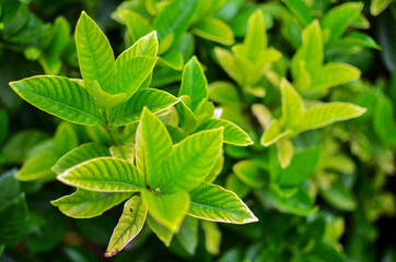 plants in a garden