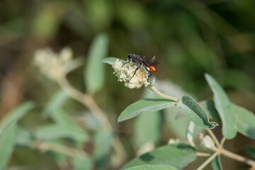 Black and Red Prionyx Wasp on Texas Goatweed Bloom Macro