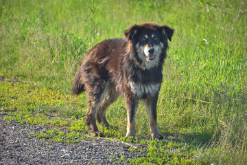 Fototapeta na wymiar homeless shaggy black dog standing in the grass