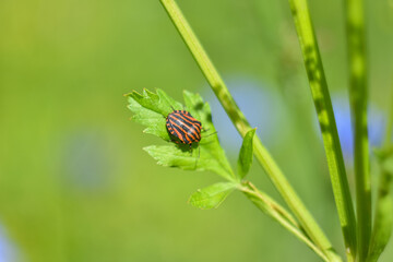 macro striped bug on a green plant