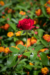 Red Rose Blooming in Front of Red and Orange Lantana