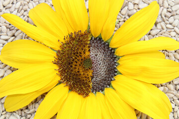 Sonnenblume und Sonnenblumenkerne