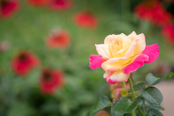 Yellow and Pink Rose Bloom Closeup with Blurred Red and Green Background