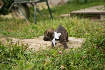 small brown dog with a white bow