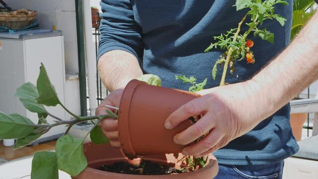 Man repotted a aubergine plant in a larger pot from his garden on his home balcony