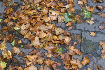 View of autumnal leaves fallen on the floor in the street