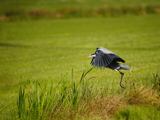 Gray Heron at Take-Off