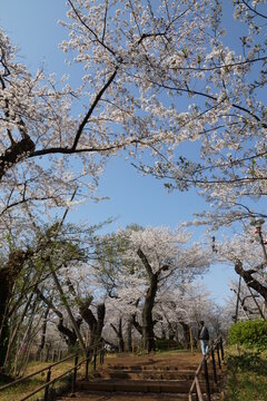 108 Best 洗足池公園 Images Stock Photos Vectors Adobe Stock
