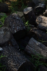 荒川自然公園に無造作に置かれた丸太