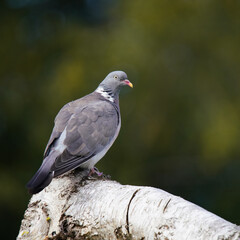 Common Wood Pigeon on a Birch Tree