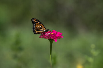 Monarch Butterfly with Deformed Wing on Pink Zinnia