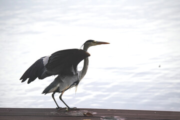 Gray Heron Taking Off