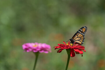 Monarch Butterfly on Red Zinnia