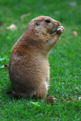 prairie dog 