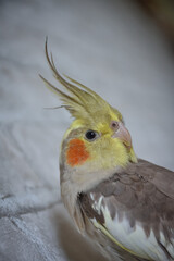 portrait of parrot cockatiel, cockatiel close-up, home parrot