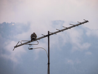 Pigeon prostrate on an antenna watching the cold sunset