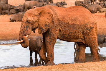 Fototapeta na wymiar African bush elephant (loxodonta africana) in watering hole, Ngutuni Game Reserve, Tsavo, Kenya