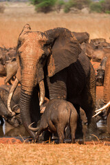 African bush elephant (loxodonta africana) asserting dominance over cape buffalo (syncerus caffer),...