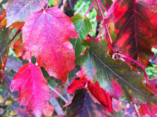 Obraz premium autumn leaves . acorns close-up. texture. bright colors. texture. bright colors. High quality photo. leaves fall. close-up. texture forest. 