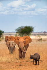 African bush elephants walking in line (loxodonta africana), Ngutuni Game Reserve, Tsavo, Kenya