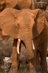Fototapeta na wymiar African bush elephant (loxodonta africana) at watering hole, Ngutuni Game Reserve, Tsavo, Kenya