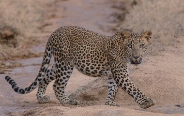 Leopard cub walking; Baby leopard walking