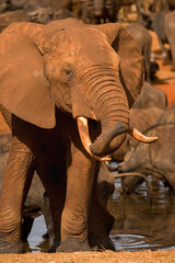 African bush elephant (loxodonta africana) at watering hole, Ngutuni Game Reserve, Tsavo, Kenya