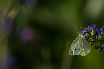 Großer Kohlweißling ( Pieris brassicae) im Naturschutzgebiet Mittelbruch in Berlin 