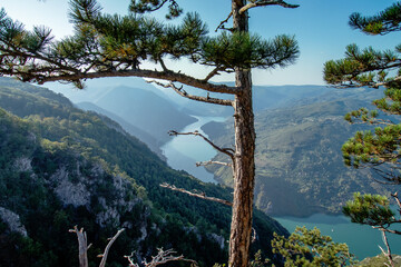 Obraz premium Panoramic view on a canyon of river Drina from Tara mountain viewpoint through a pine tree.