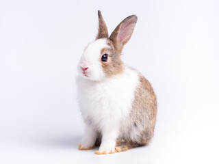 Adorable baby rabbit sitting on white background.