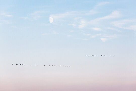 Migrating Cranes And Daytime Moon