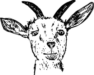 goat head black and white vector illustration