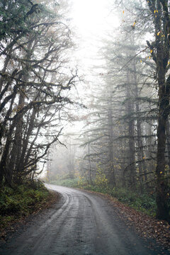 A dark, wet gravel road through the fog