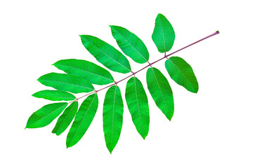 Close-up of twig with green leaves on a white background.